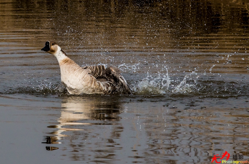 浐灞飞鸟 (52).jpg