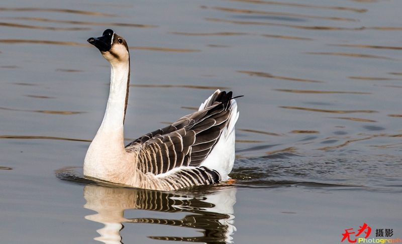 浐灞飞鸟 (50).jpg