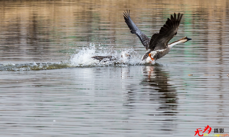 浐灞飞鸟 (57).jpg