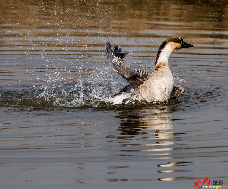 浐灞飞鸟 (56).jpg