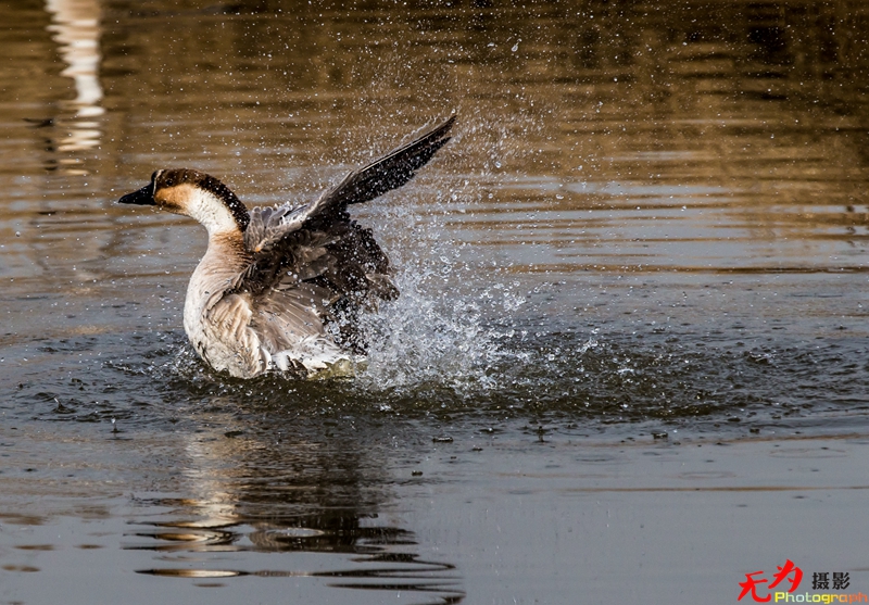 浐灞飞鸟 (54).jpg