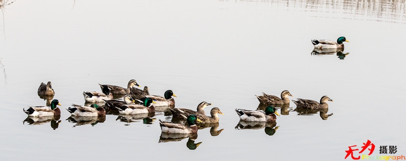 浐灞飞鸟 (62).jpg