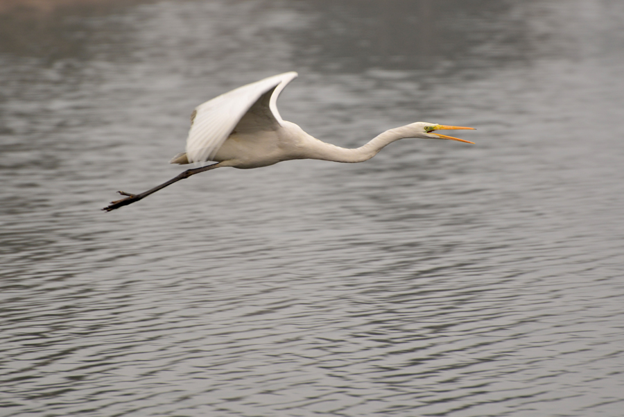 DSC_0925.JPG