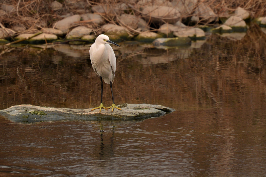 DSC_1000.JPG
