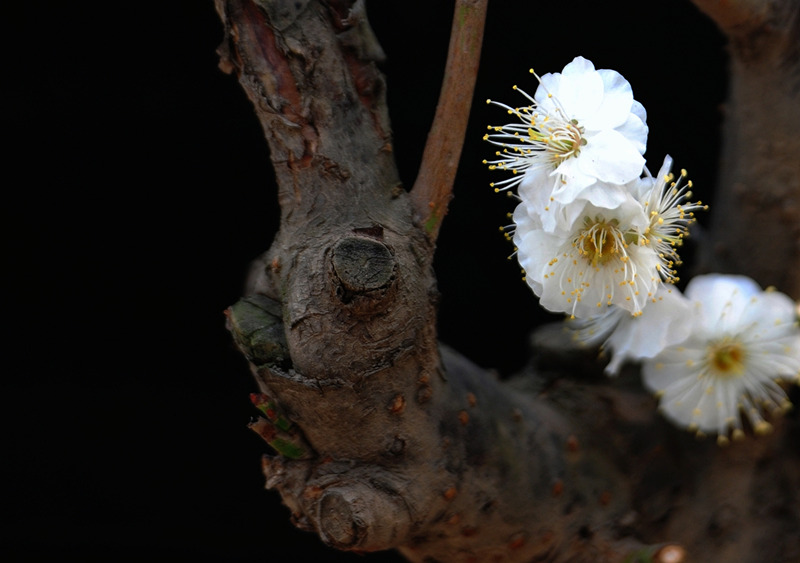 DSC_7044_副本_副本 - 副本.jpg