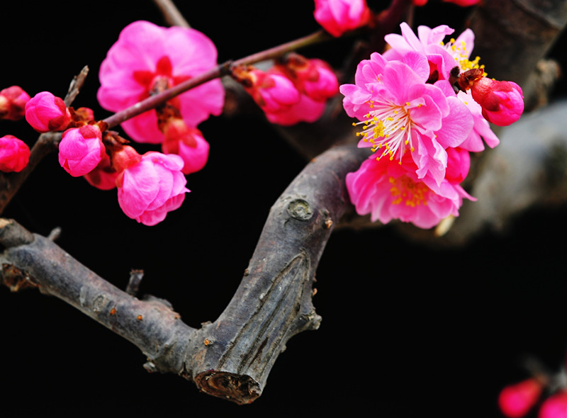 DSC_7085_副本_副本 - 副本.jpg