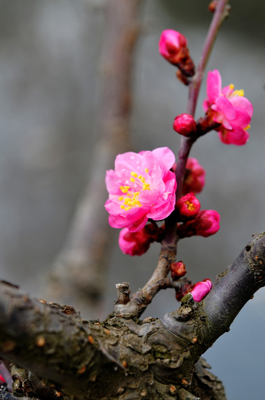 DSC_7114_副本_副本 - 副本.jpg