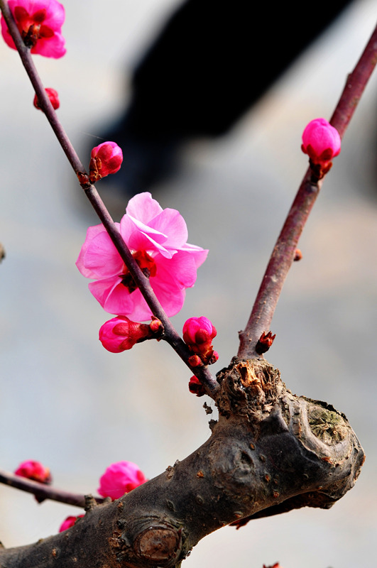 DSC_7128_副本_副本 - 副本.jpg