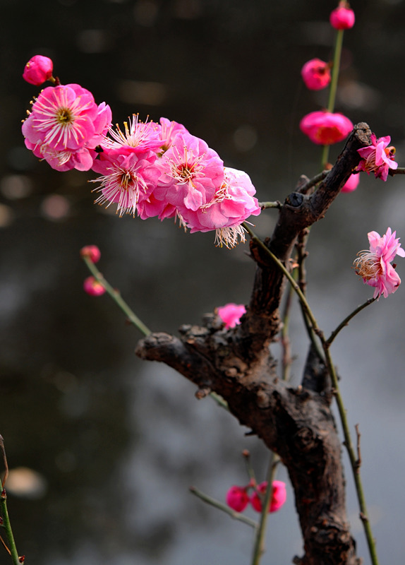 DSC_7147_副本_副本 - 副本.jpg