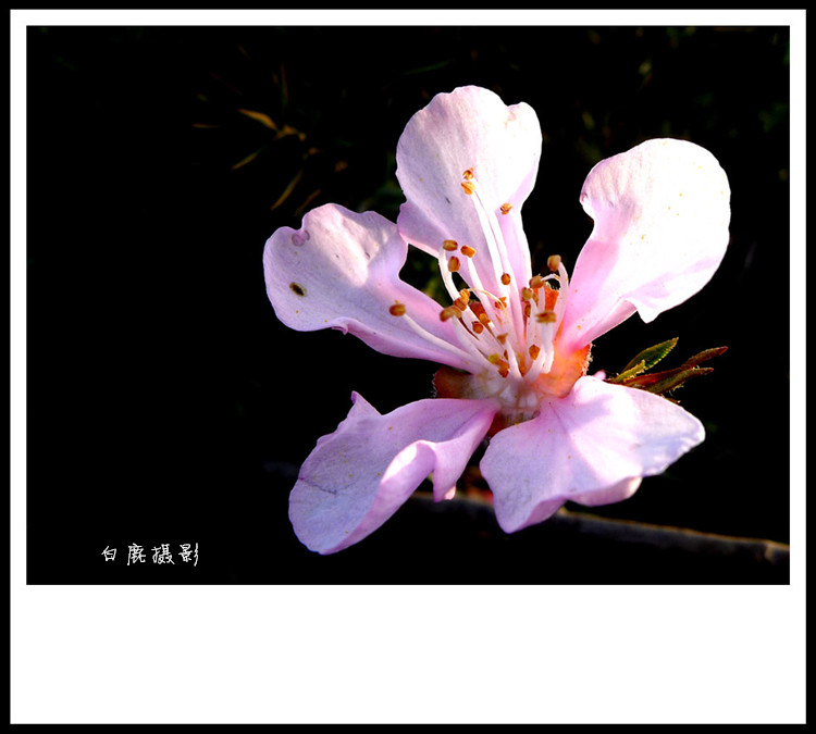 P1130430_副本.jpg