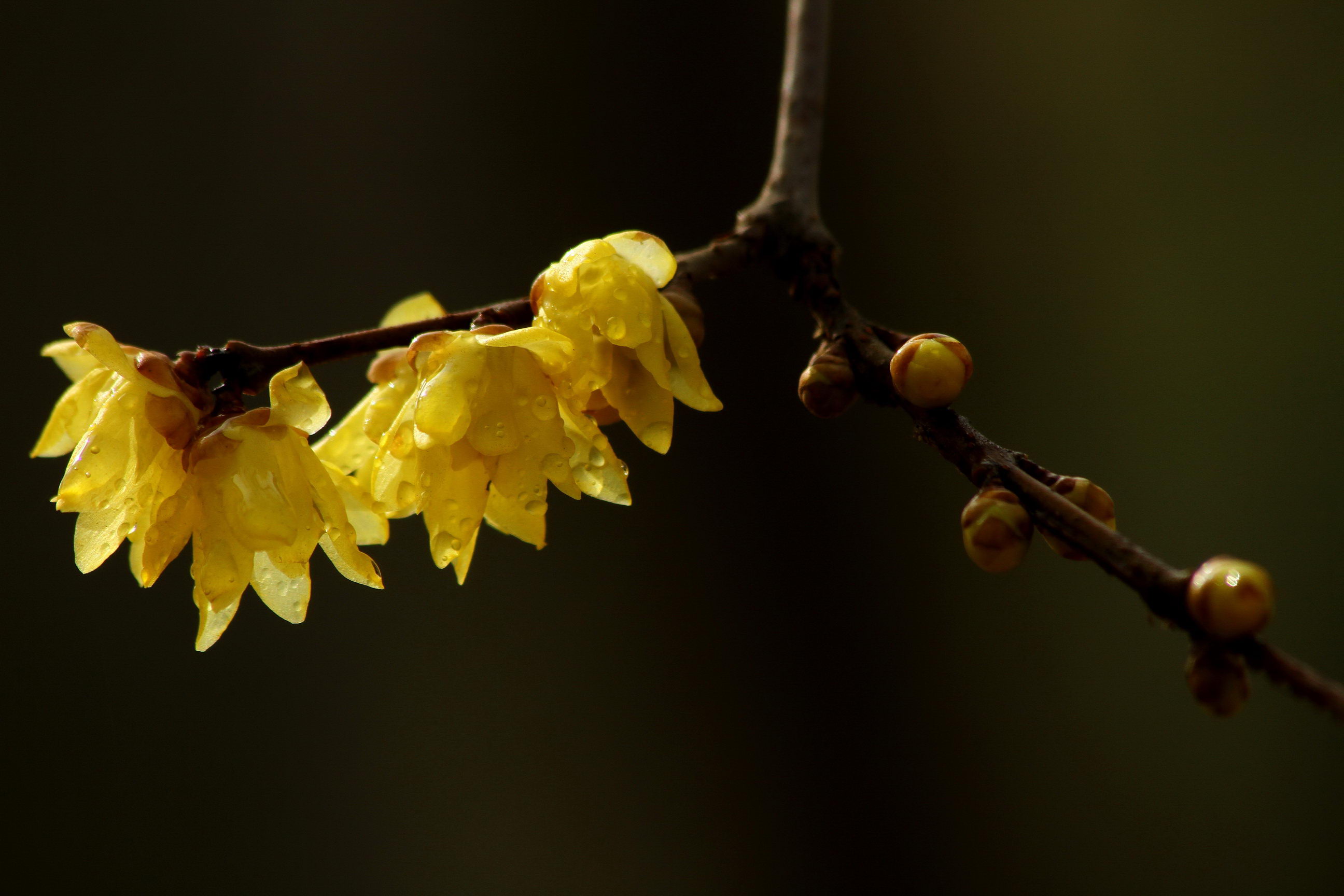 IMG_5937A_调整大小.jpg