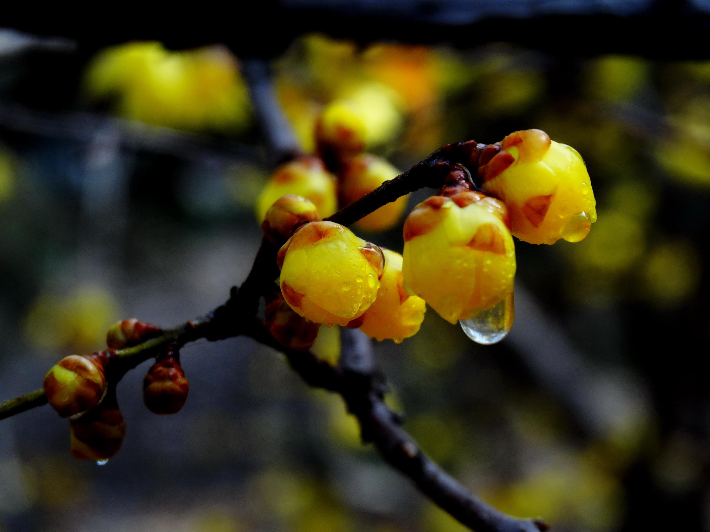 DSC09774A_调整大小.jpg