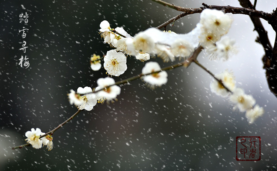 雪梅-3.jpg