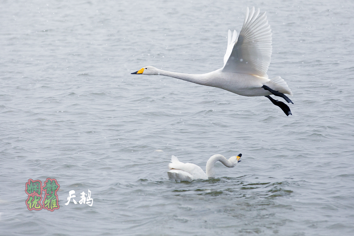 娴静优雅之鸟神