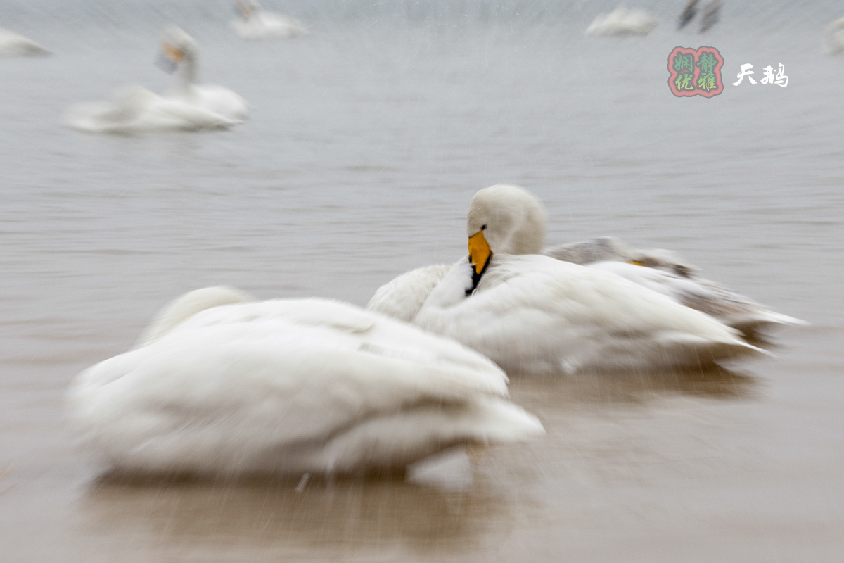 慢门拉风旋转拍天鹅