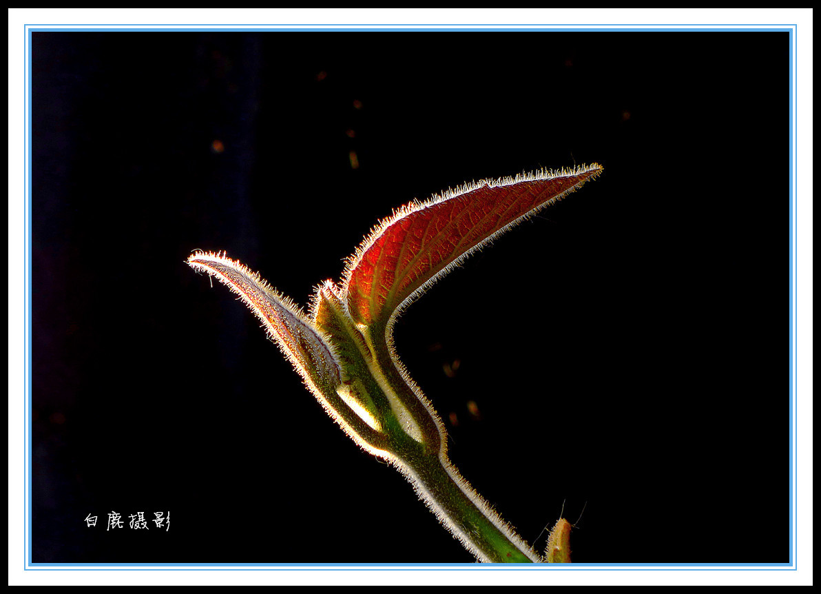 P1160923_副本_副本.jpg