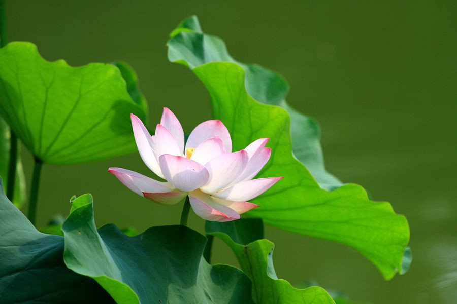 丰庆公园拍荷花 002_副本.jpg