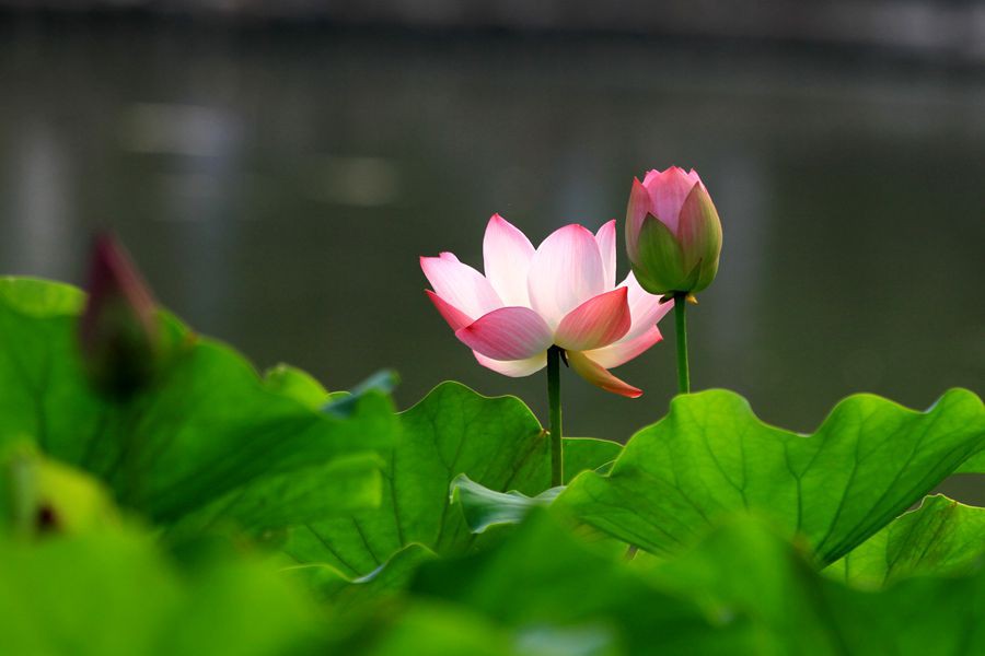 丰庆公园拍荷花 010_副本.jpg