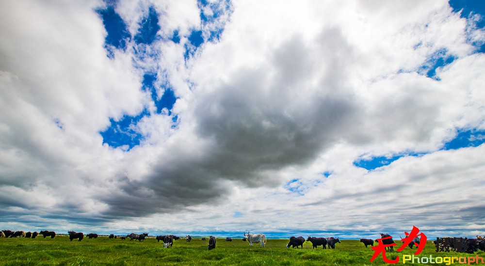 诺尔盖草原 (25).jpg
