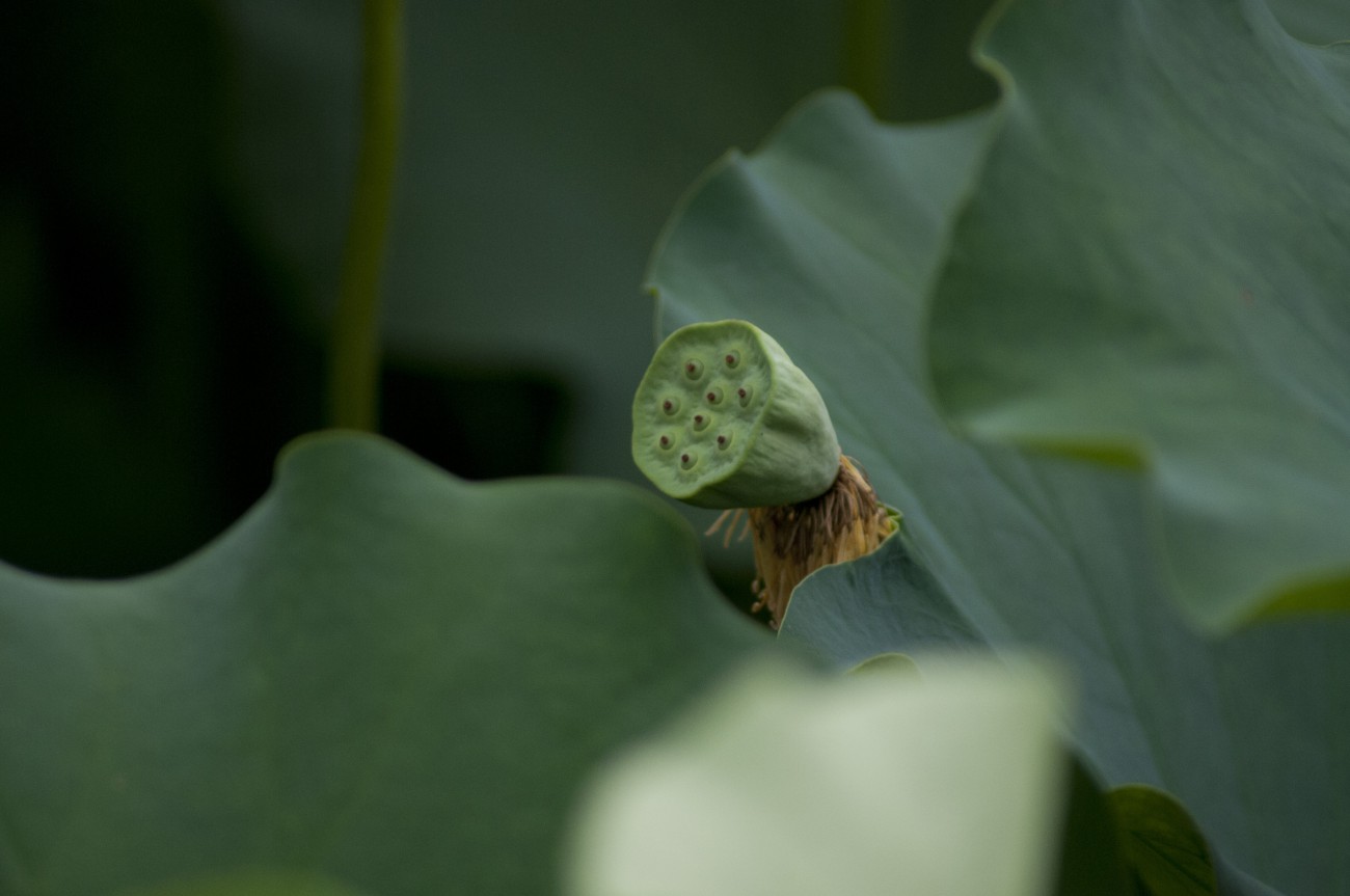 DSC_1022.jpg