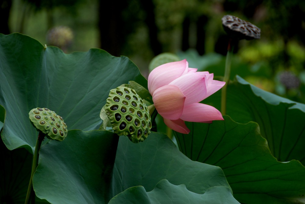 荷花睡莲 (1).jpg