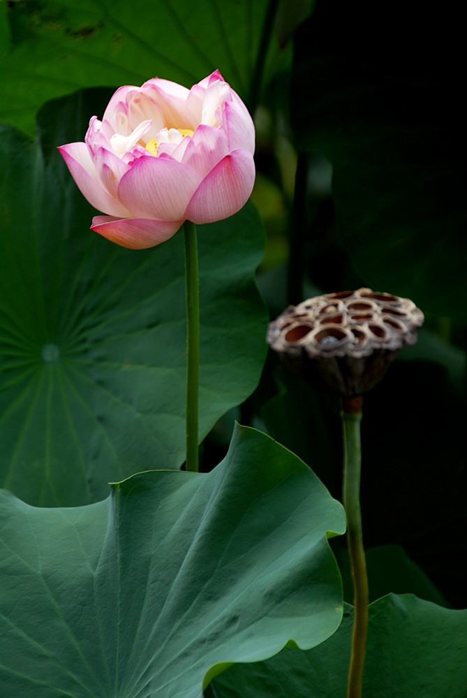 荷花睡莲 (6).jpg