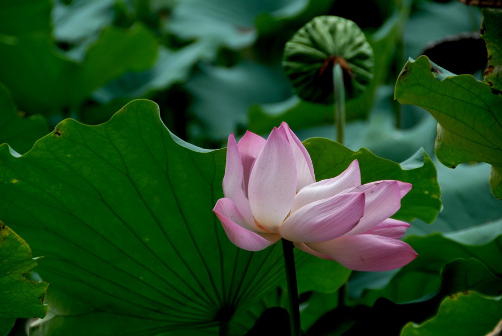 荷花睡莲 (8).jpg