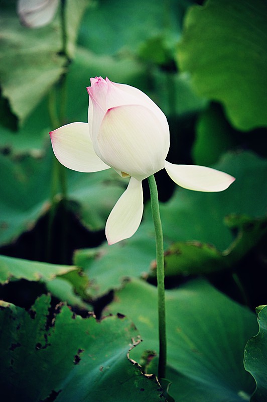 DSC_0092_副本.jpg