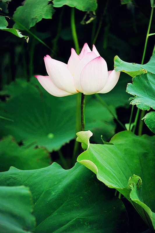 DSC_0189_副本.jpg