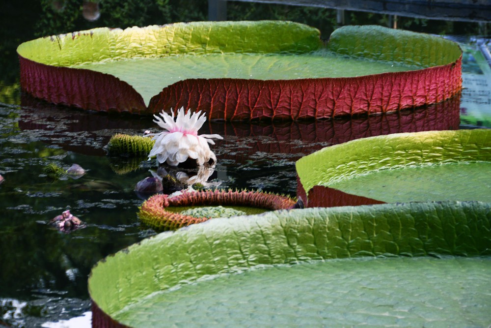 王莲-植物园 (2).jpg
