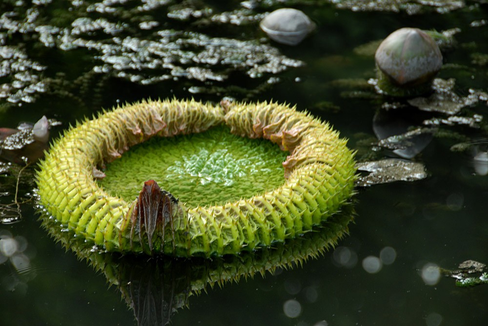 王莲-植物园 (7).jpg