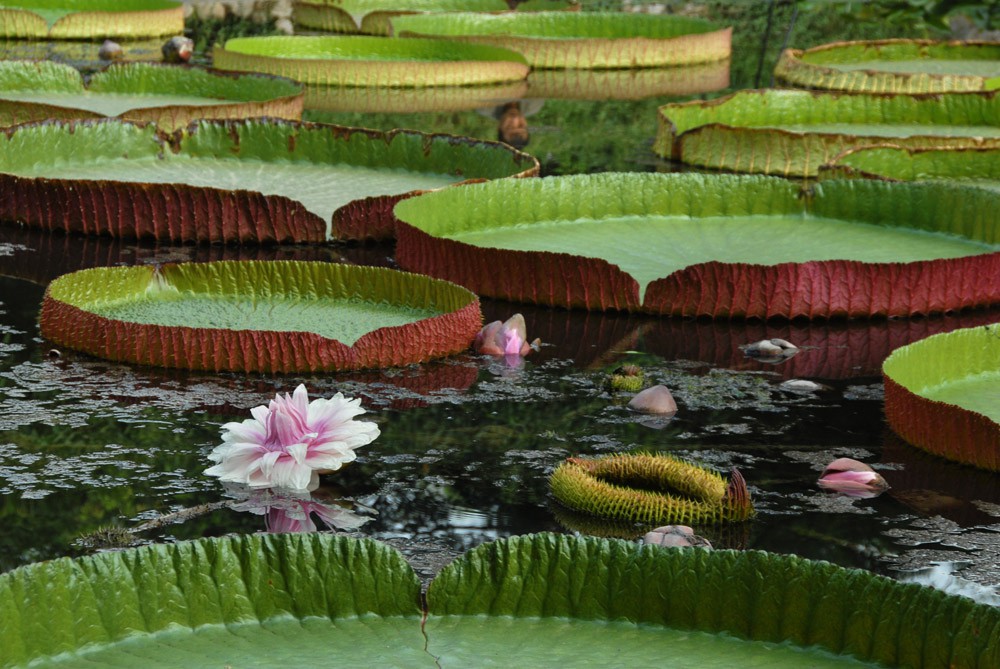 王莲-植物园 (11).jpg