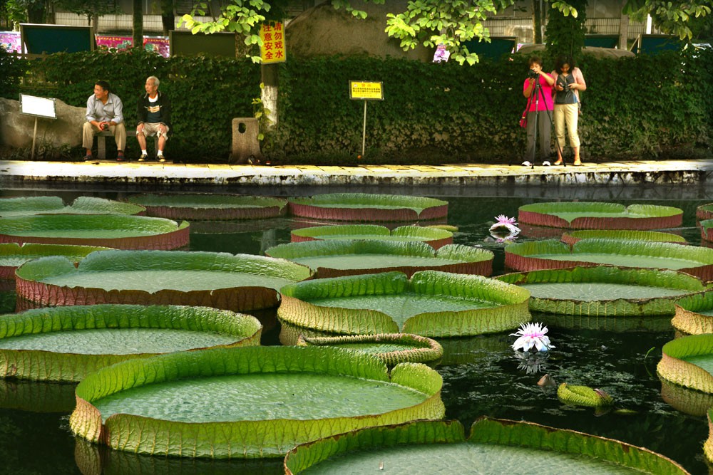 王莲-植物园 (13).jpg