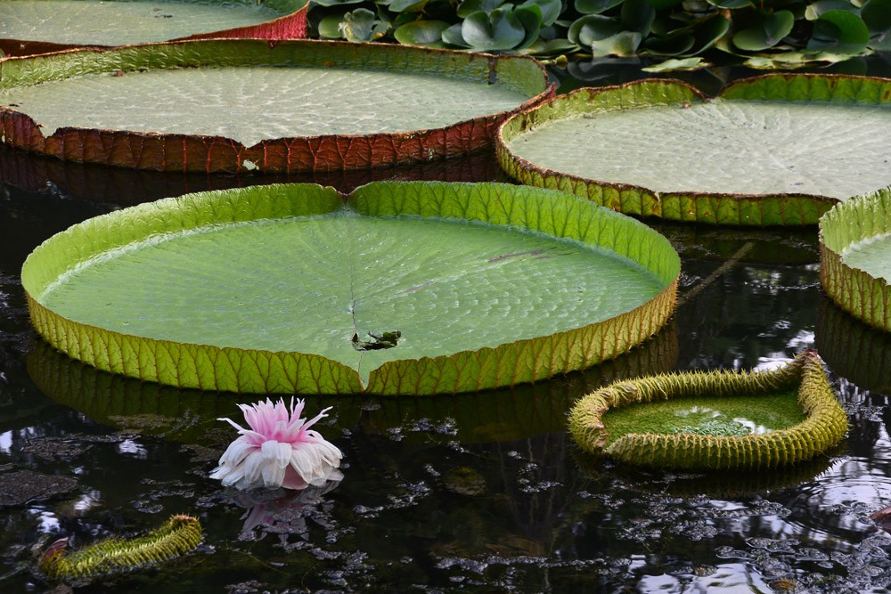 王莲-植物园 (22).jpg
