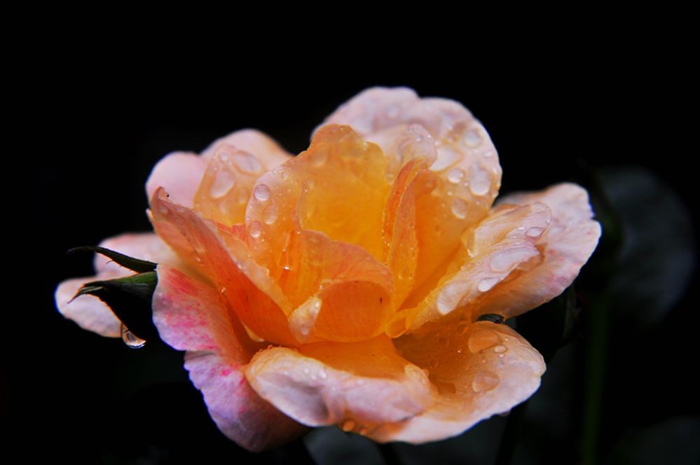 DSC_0259.jpg