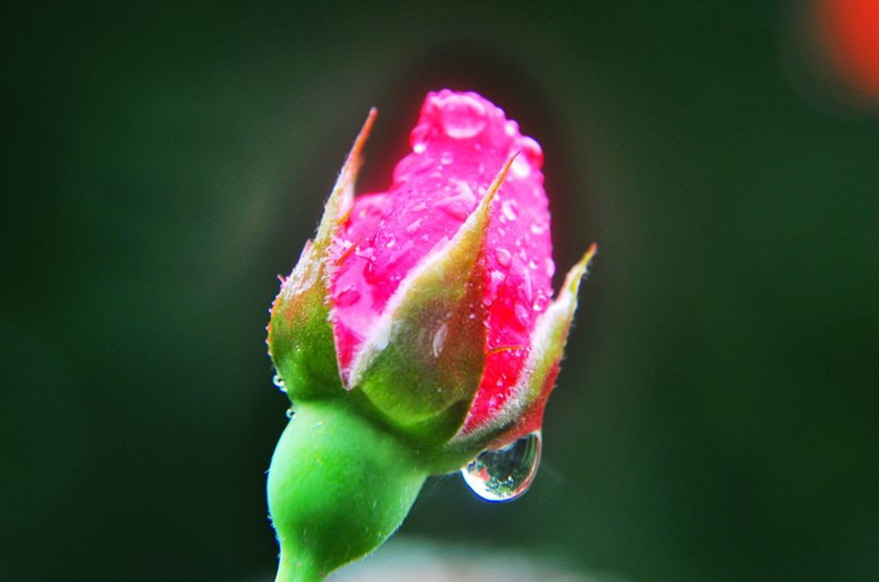 DSC_0287.jpg