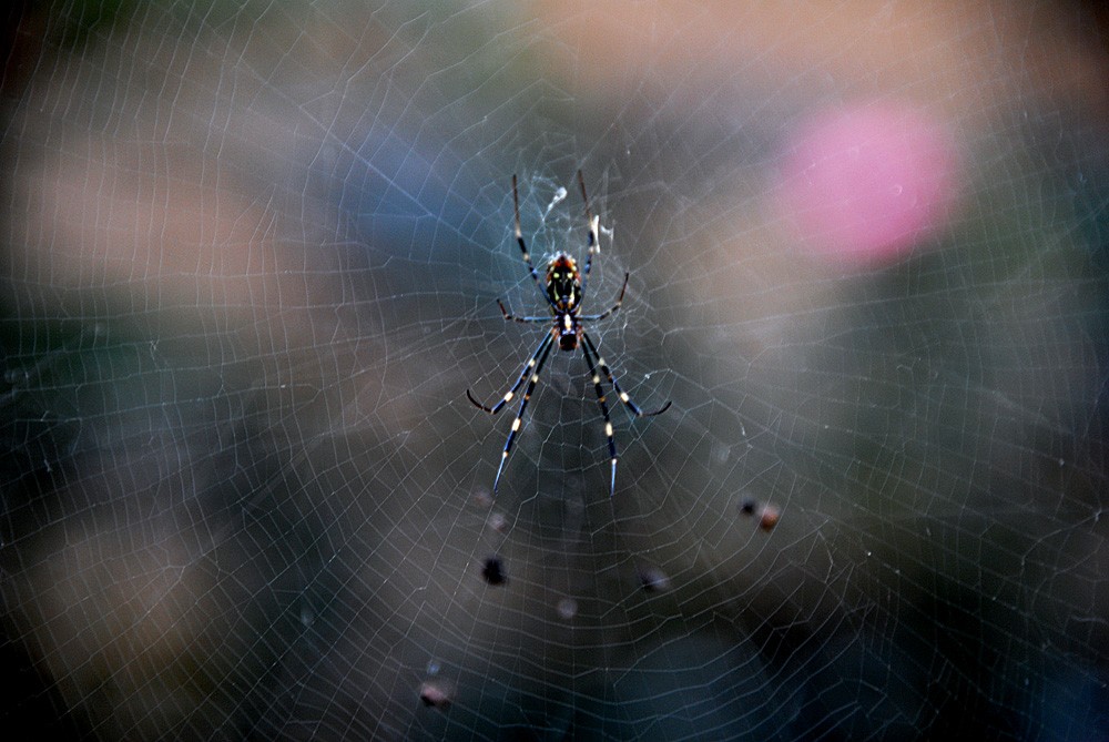 蜘 蛛 (4).jpg