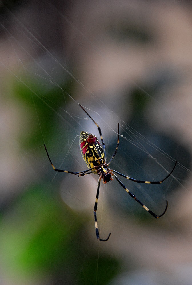 蜘 蛛 (7).jpg
