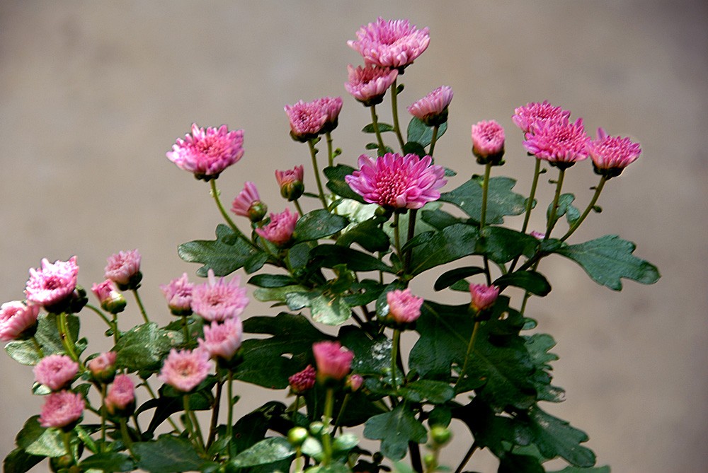 花 卉 (3).jpg