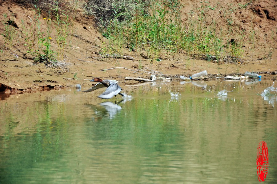 DSC_2913.JPG