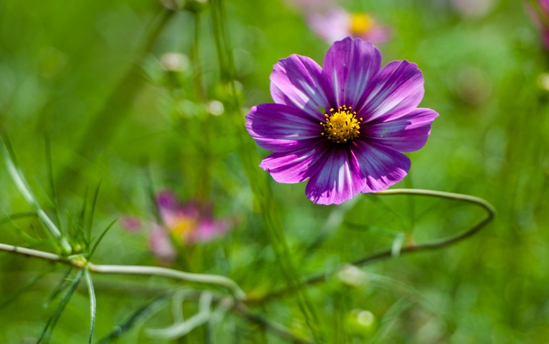 DSC_2579.JPG