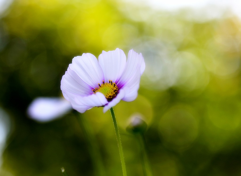 格桑花1.jpg