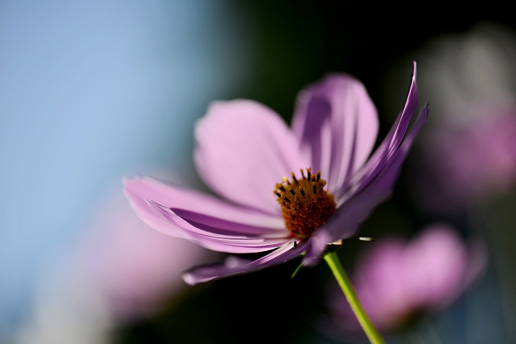 格桑花2.jpg