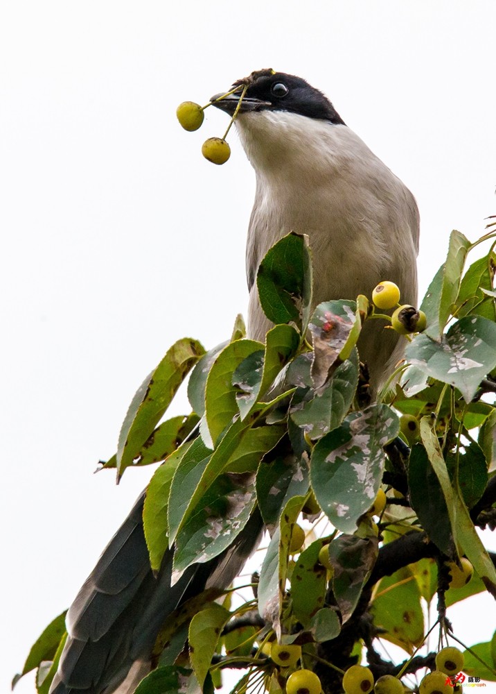 灰喜鹊觅食 (4).jpg