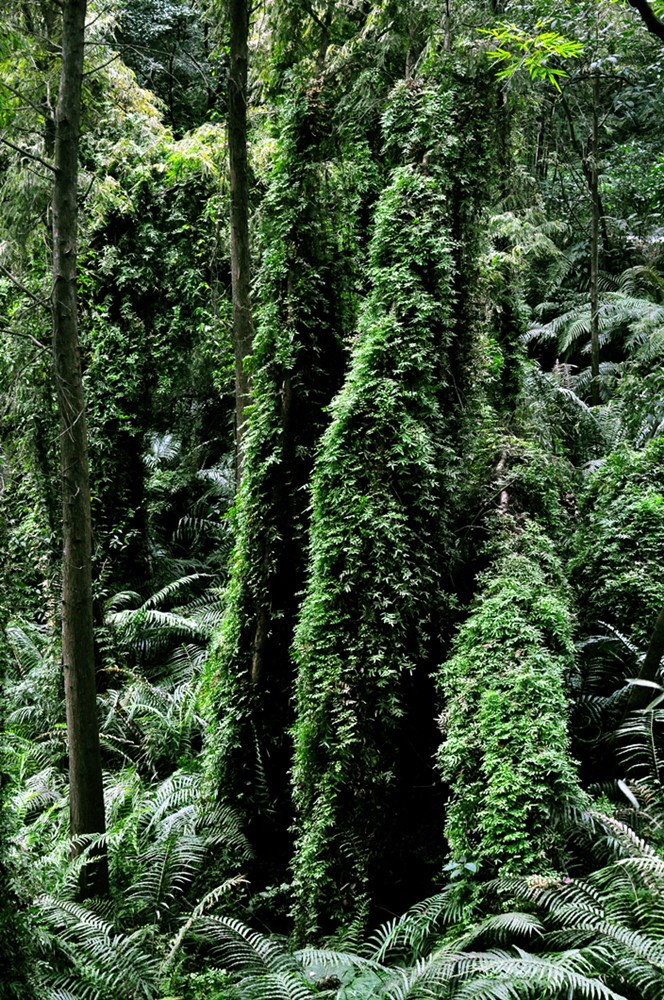 绿色交响曲 (4)_副本.jpg