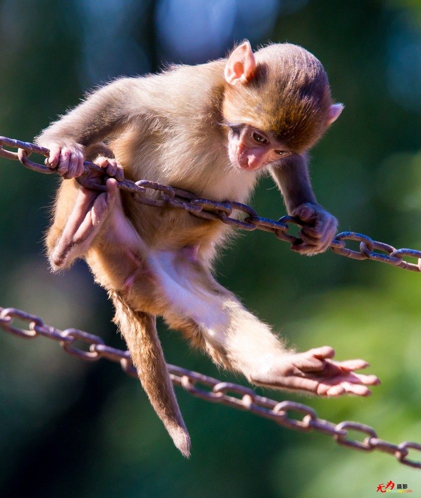 猕猴 (7).jpg