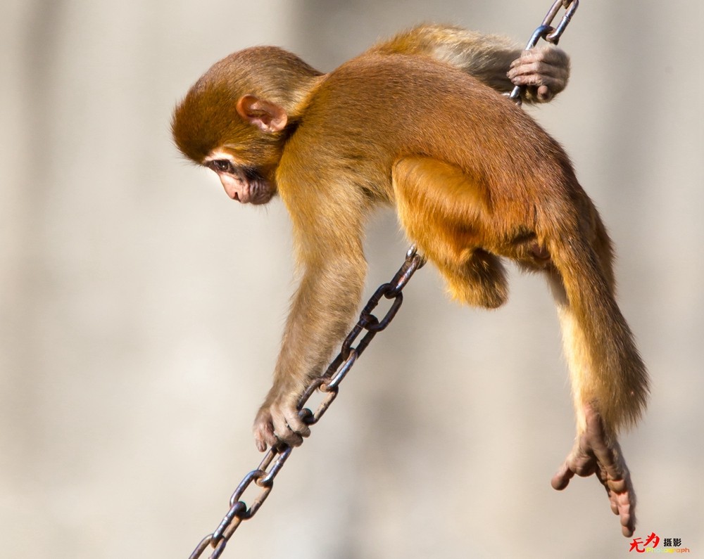 猕猴 (19).jpg