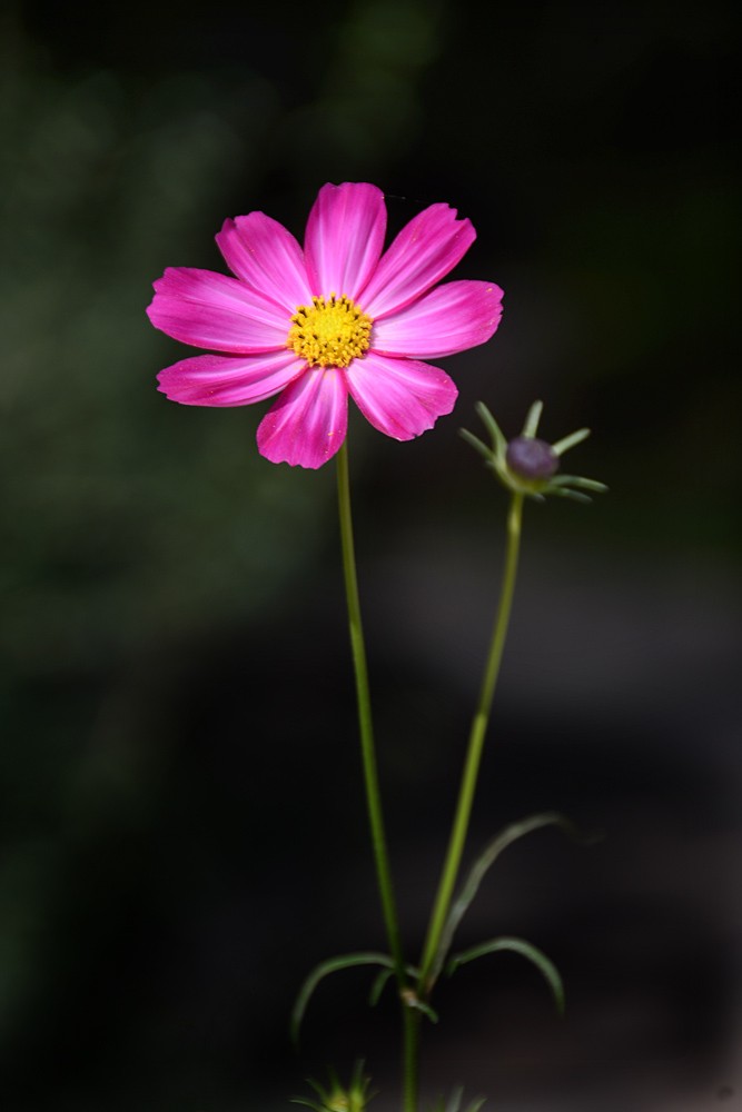 格桑花 (5).jpg