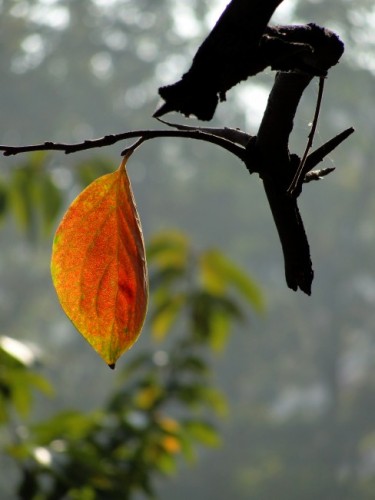DSC05285_conew2.jpg