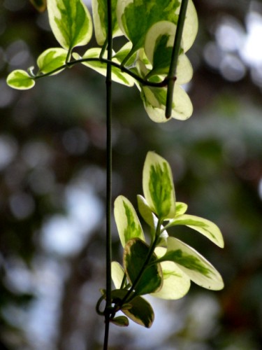 DSC05415_conew1.jpg